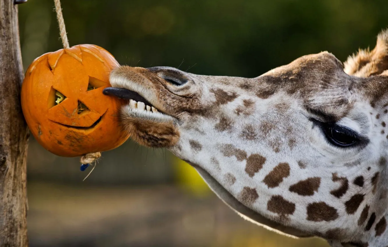Фото обои язык, жираф, тыква, giraffe