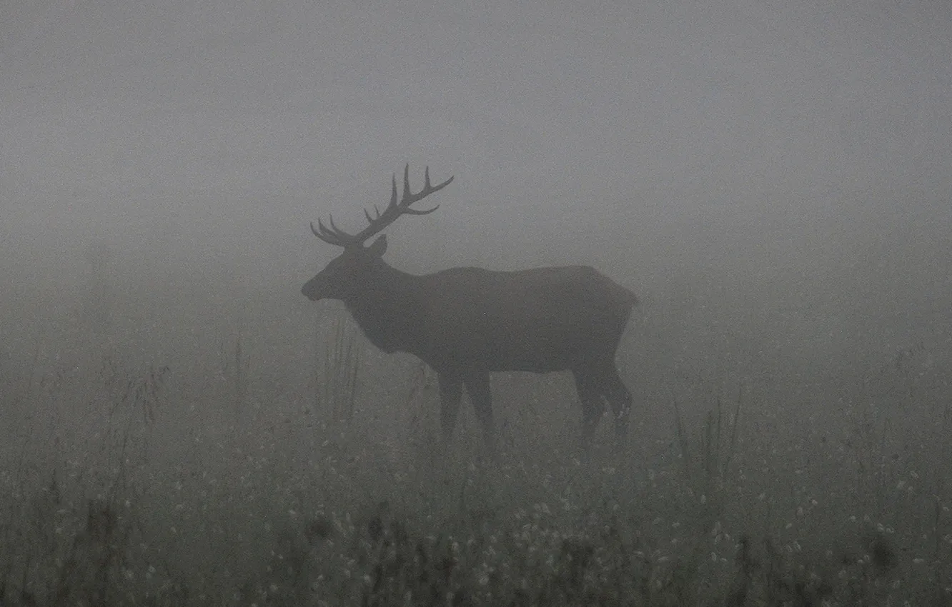 Фото обои misty, ghost, fog, darkness, elk