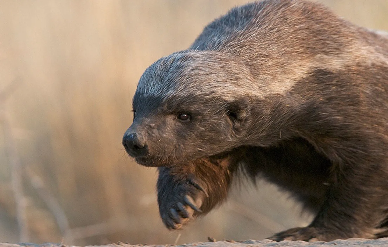 Фото обои animal, wildlife, honey badger