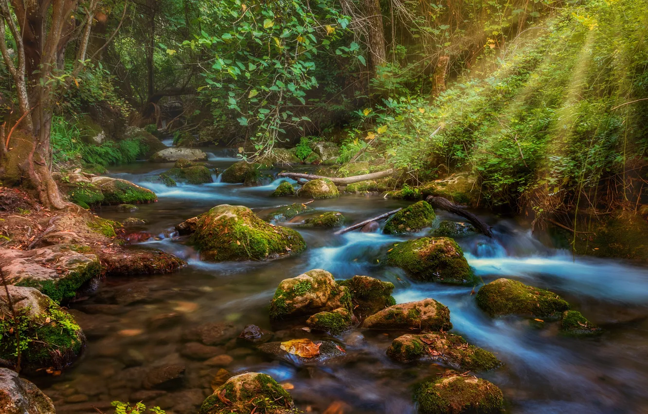 Фото обои лес, вода, лучи, ручей, камни, мох, light, forest