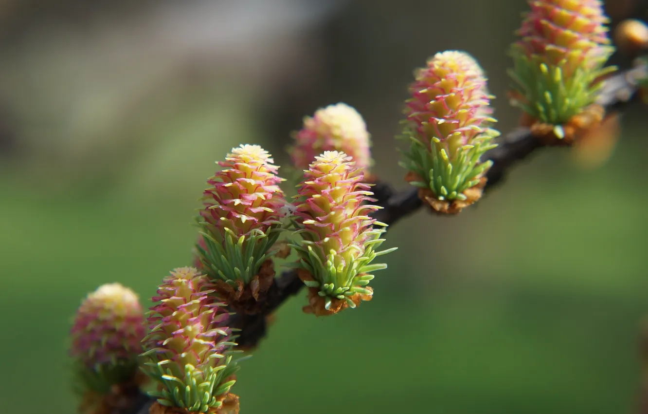 Фото обои plant, pine, twig, cone