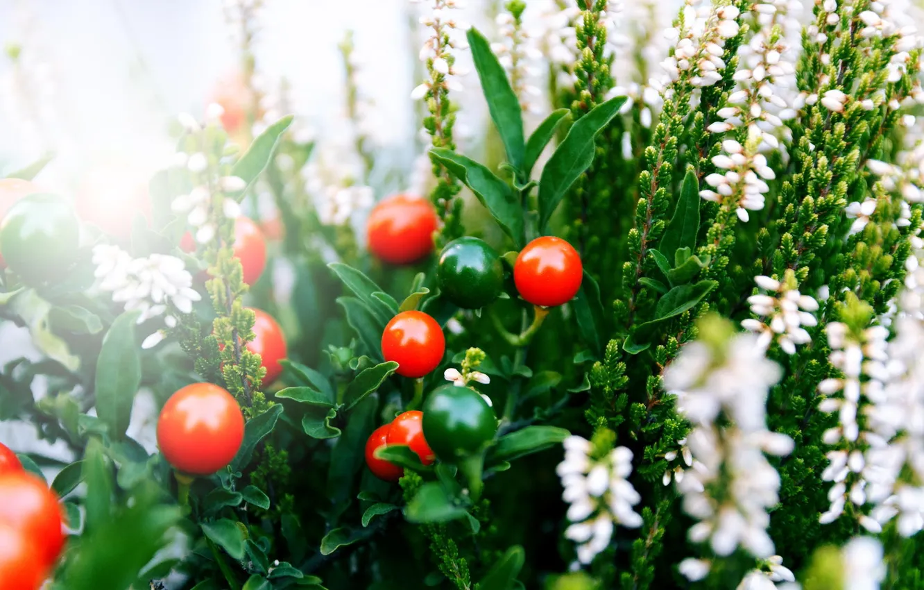 Фото обои макро, цветы, ягоды, букет