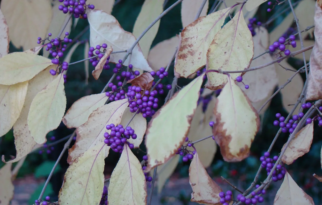 Фото обои осень, фиолетовый, листья, ягоды, сиреневый, ветви, октябрь, кустарник