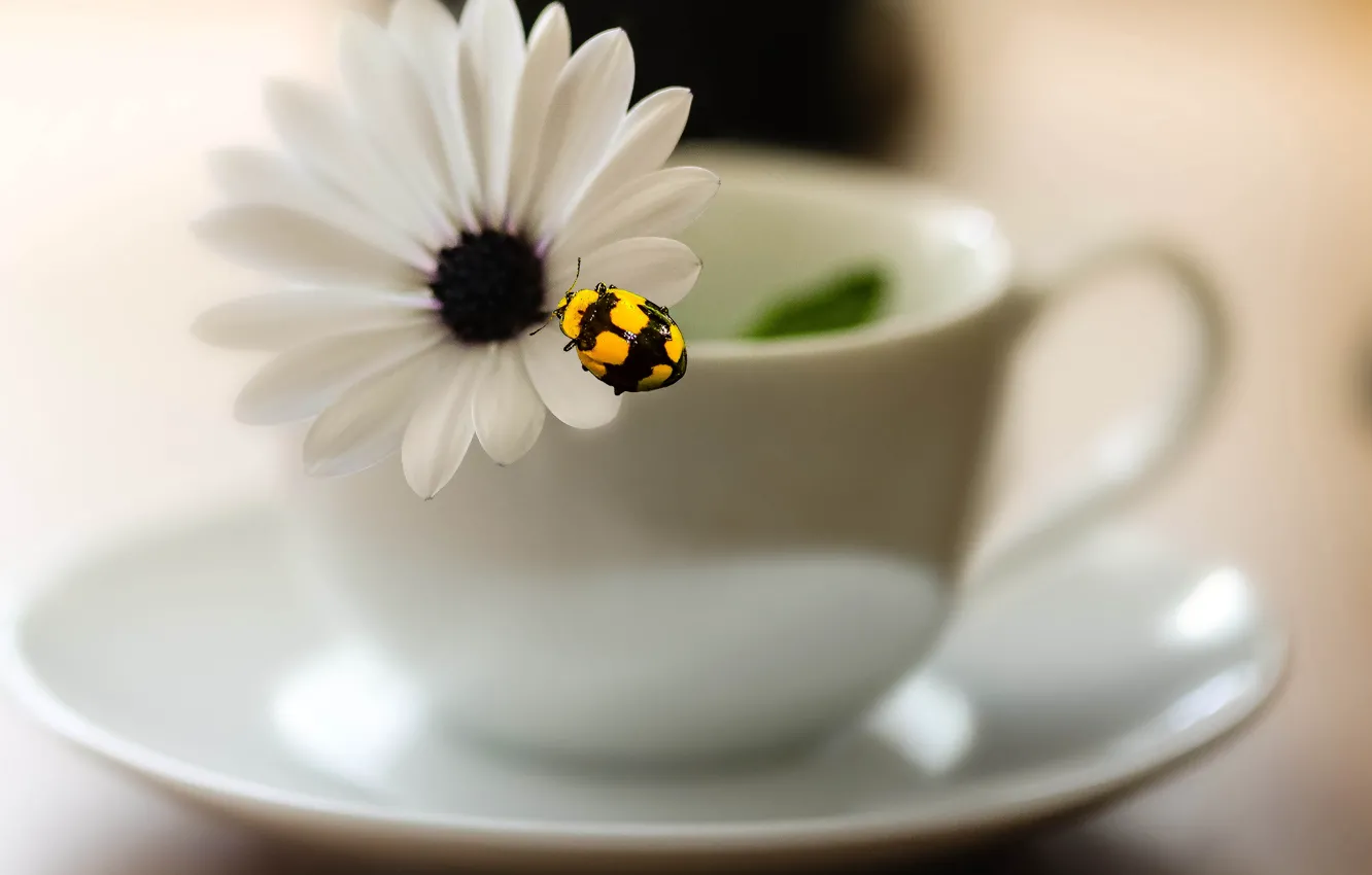 Фото обои цветок, размытость, чашка, насекомое, блюдце