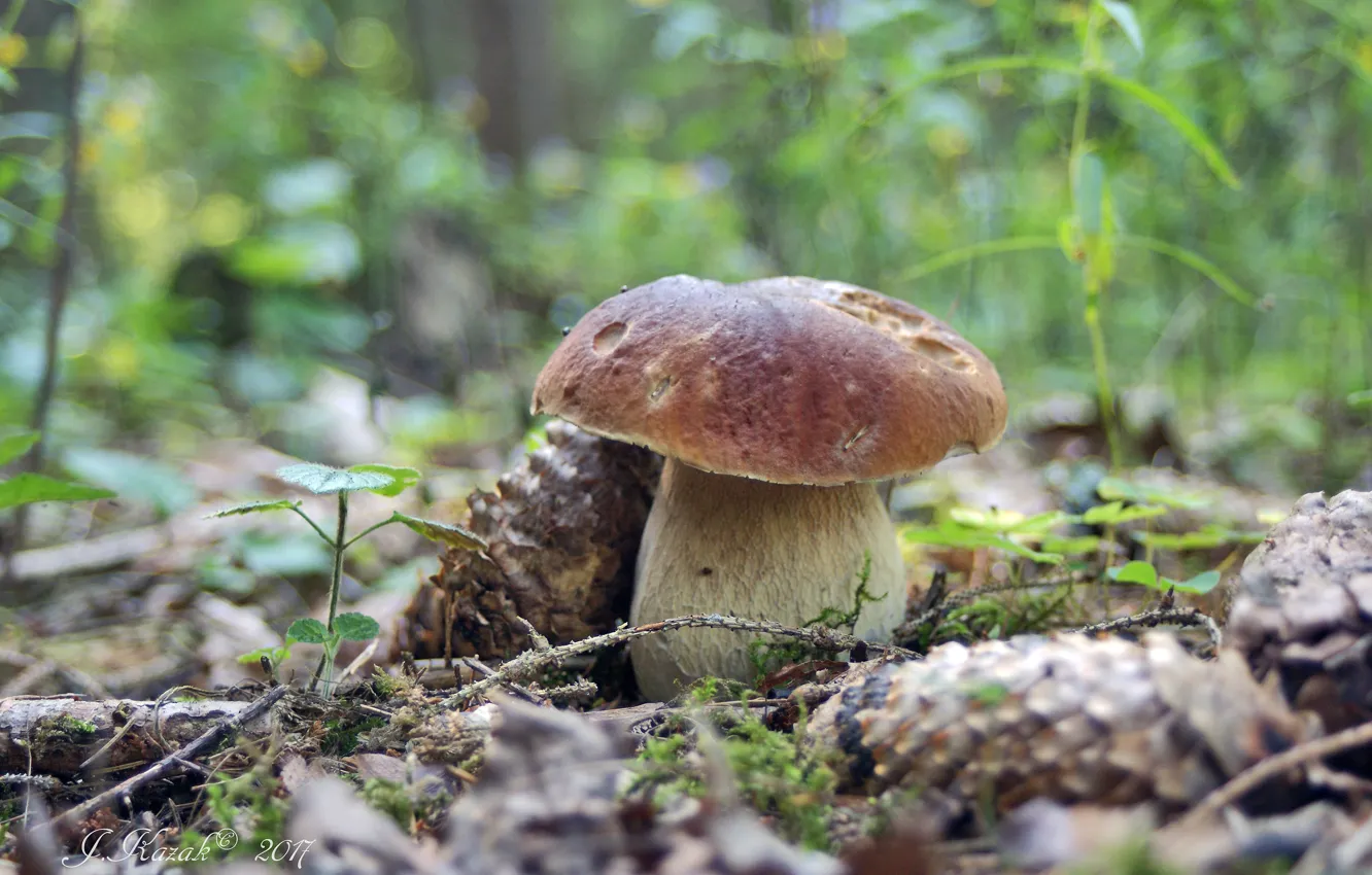 Фото обои лето, грибы, боровик