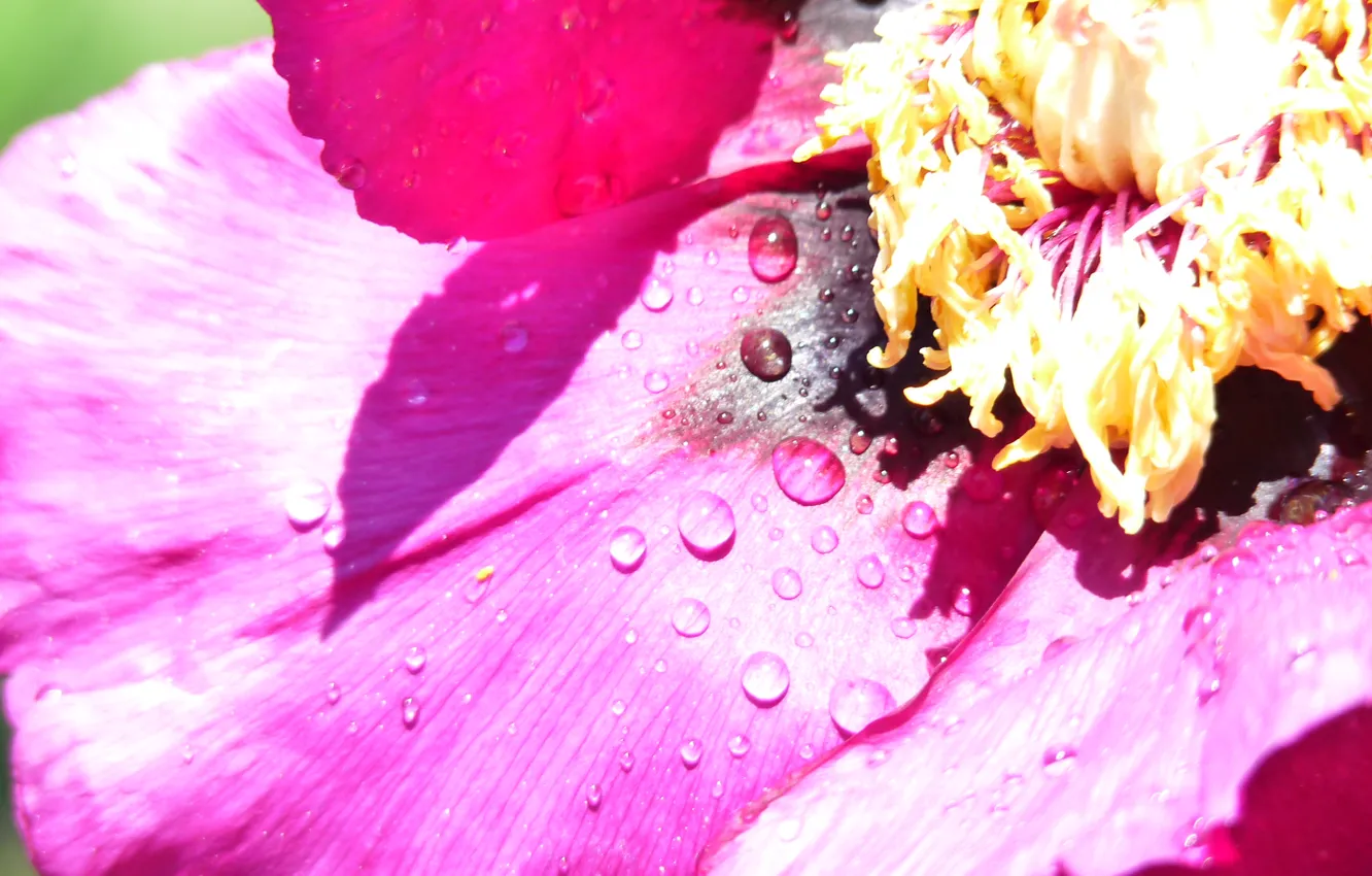 Фото обои фиолетовый, лето, роса, пыльца, дикий пион