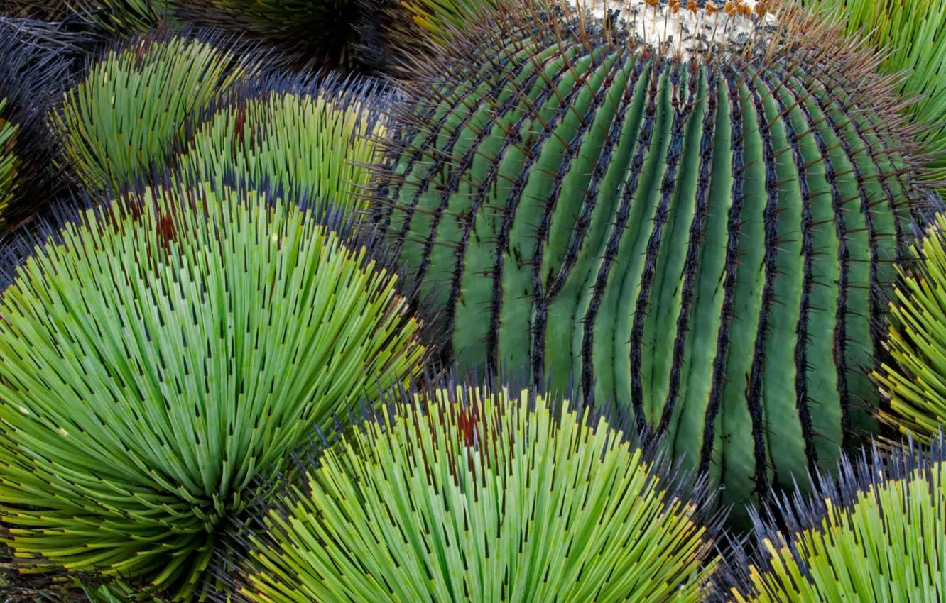 Фото обои пустыня, кактус, Мексика, Чиуауа