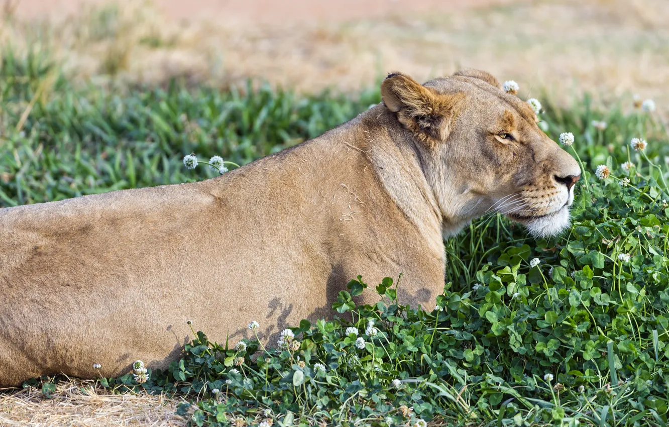 Фото обои кошка, трава, отдых, клевер, львица, ©Tambako The Jaguar