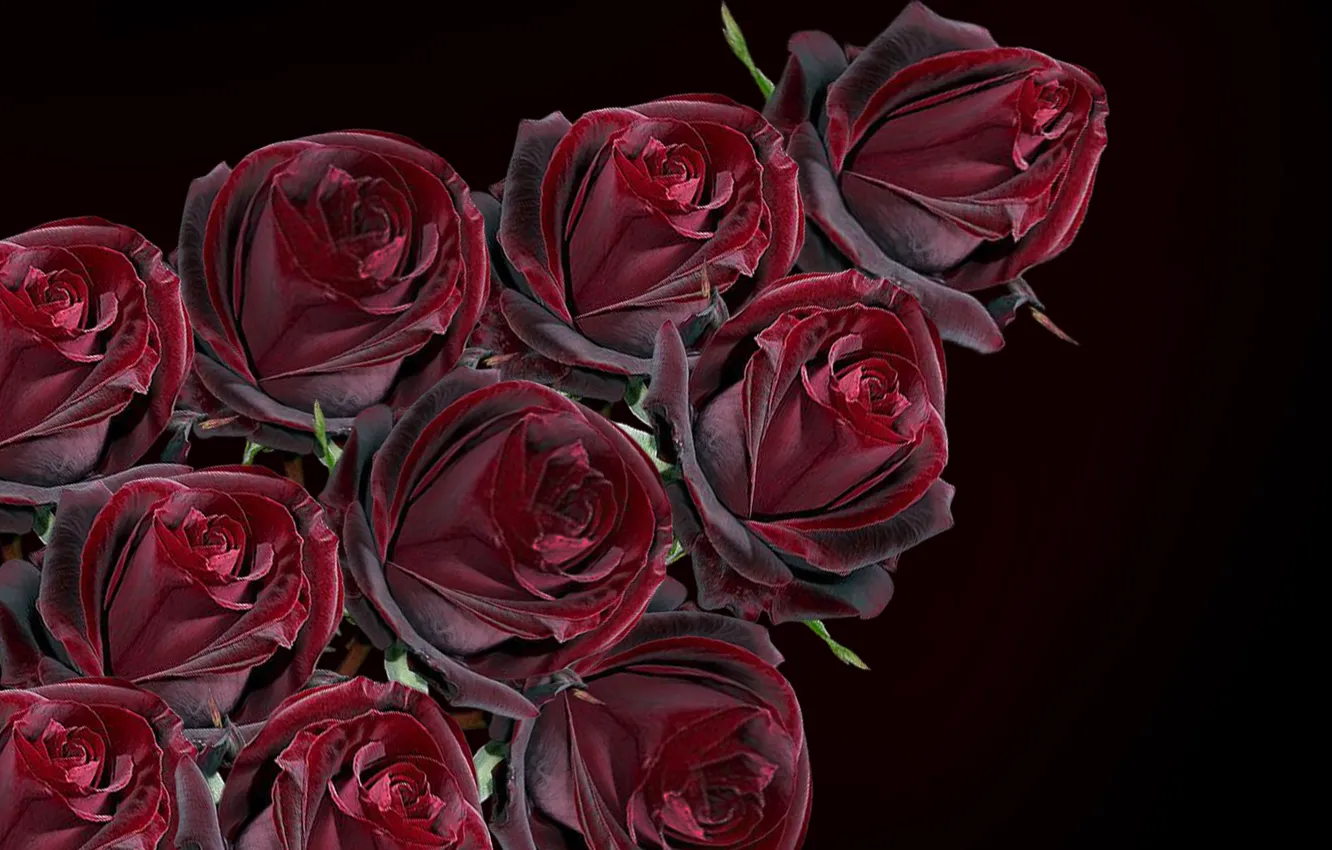 Фото обои roses, bunch, bouquette of roses