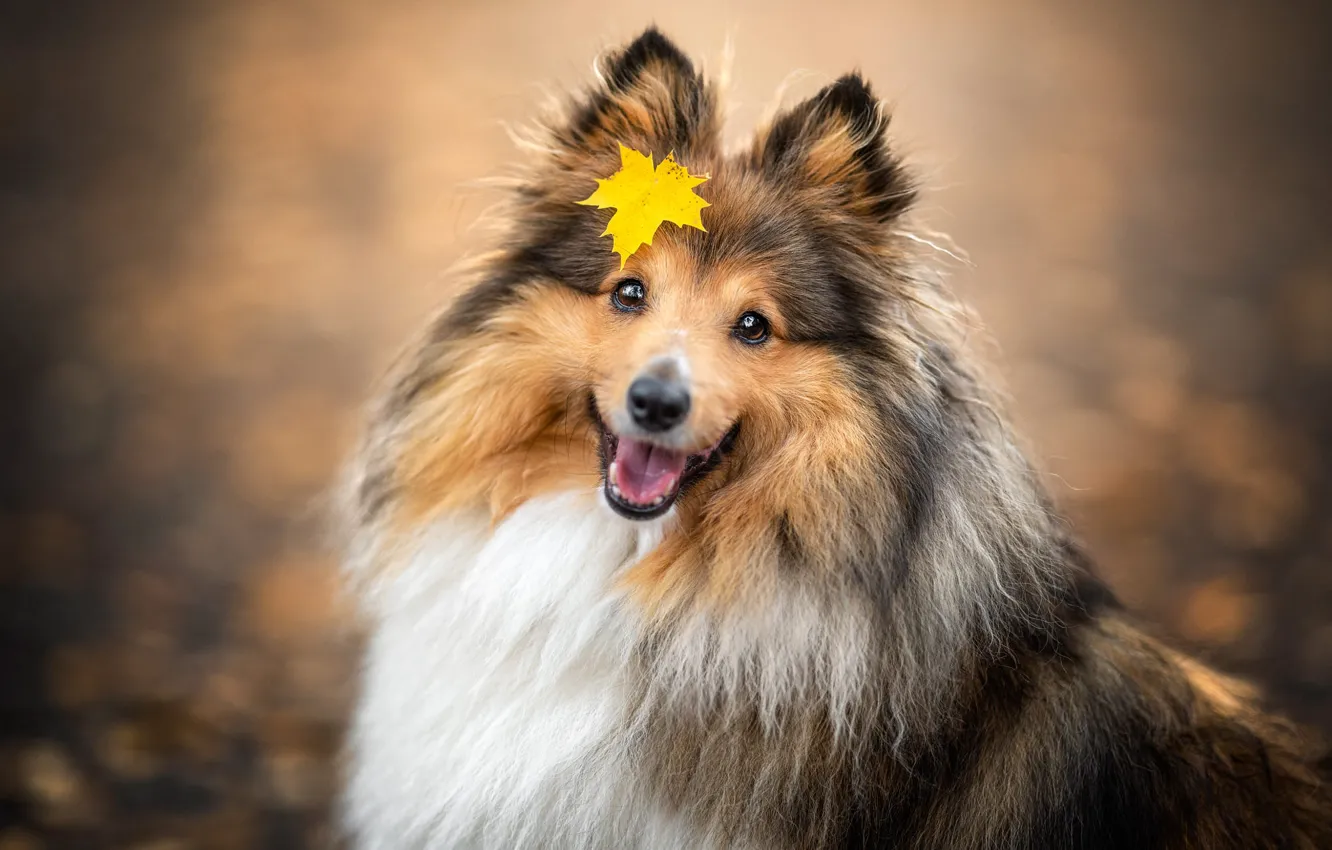 Фото обои осень, язык, желтый, природа, улыбка, парк, портрет, собака