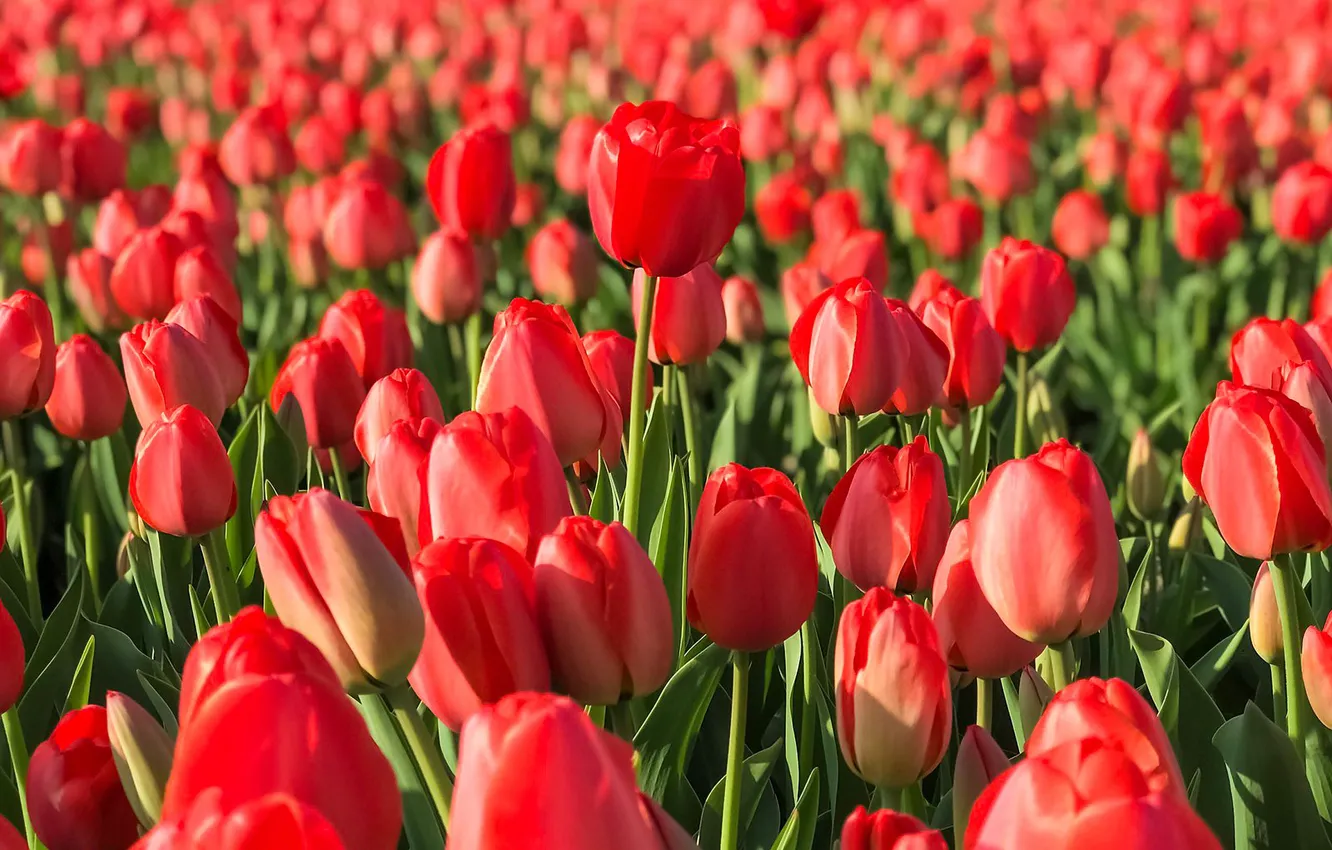 Фото обои поле, тюльпаны, красные, бутоны, много