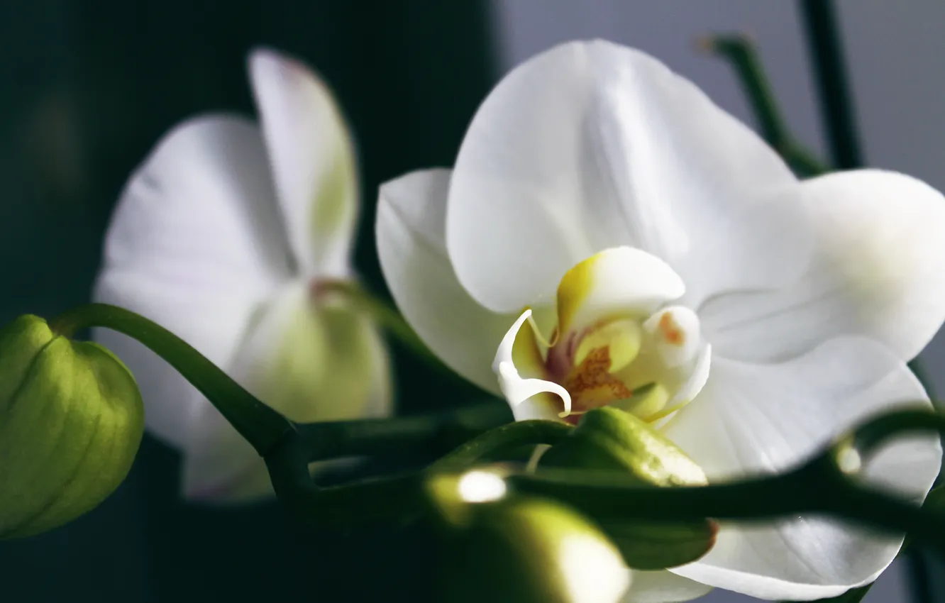 Фото обои цветы, белая, орхидея