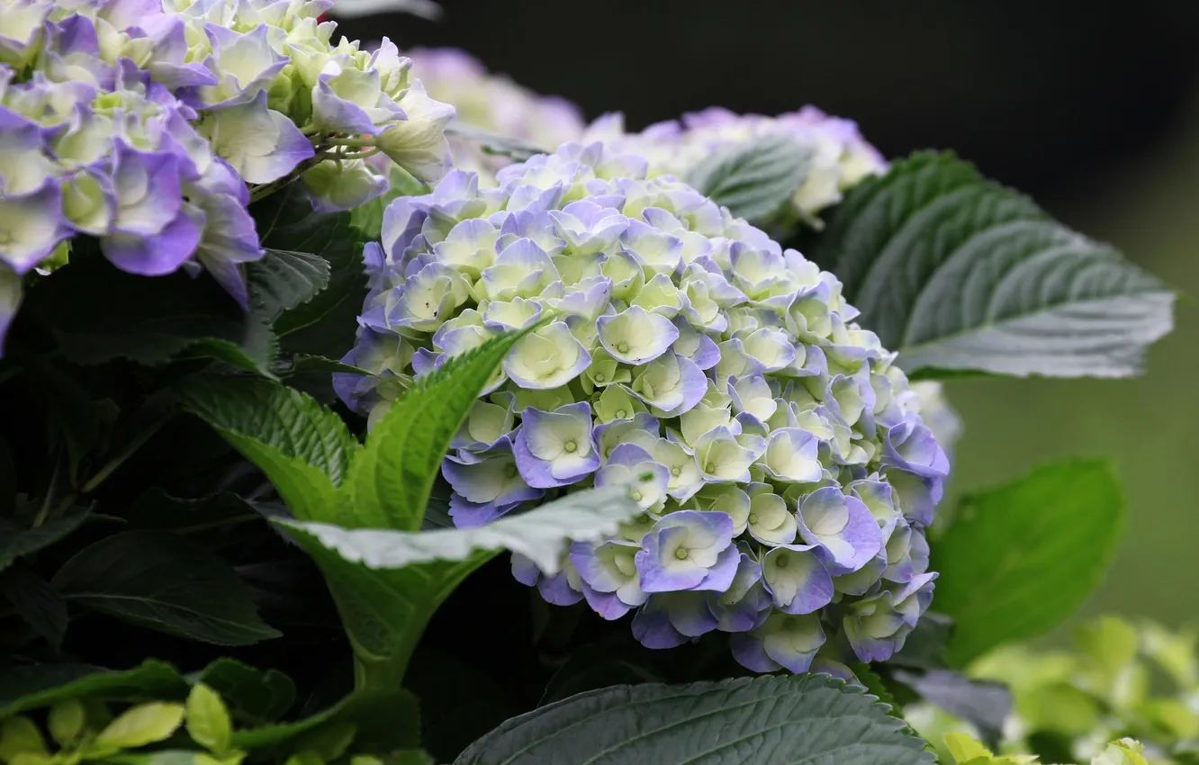 Фото обои цветение, кустарник, гортензия, синие цветы