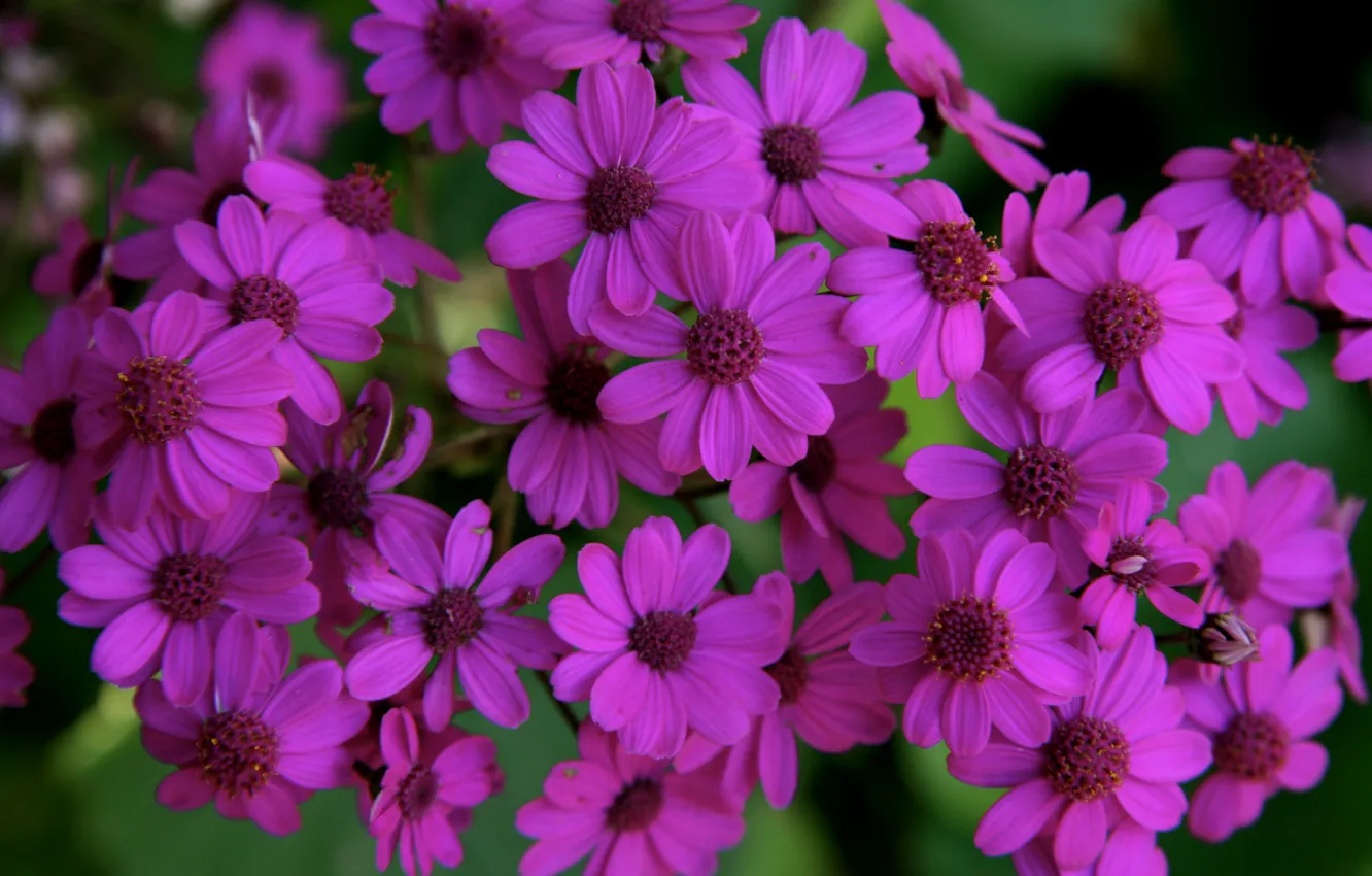 Фото обои Цветы, фиолетовые, flowers, purple