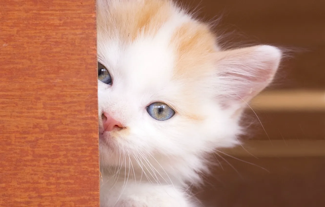 Фото обои взгляд, малыш, мордочка, котёнок, голубые глаза