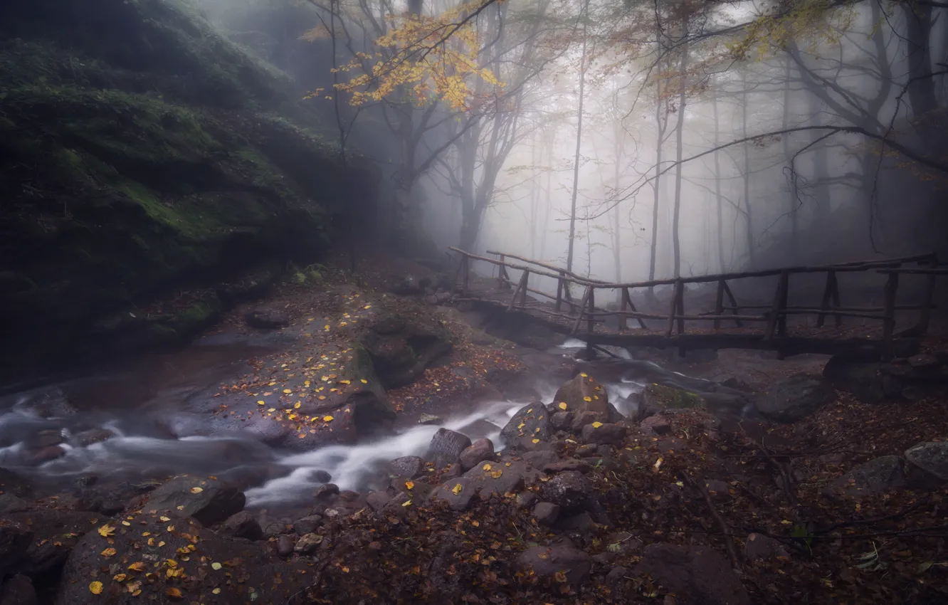 Фото обои осень, лес, деревья, природа, камни, скалы, листва, дымка