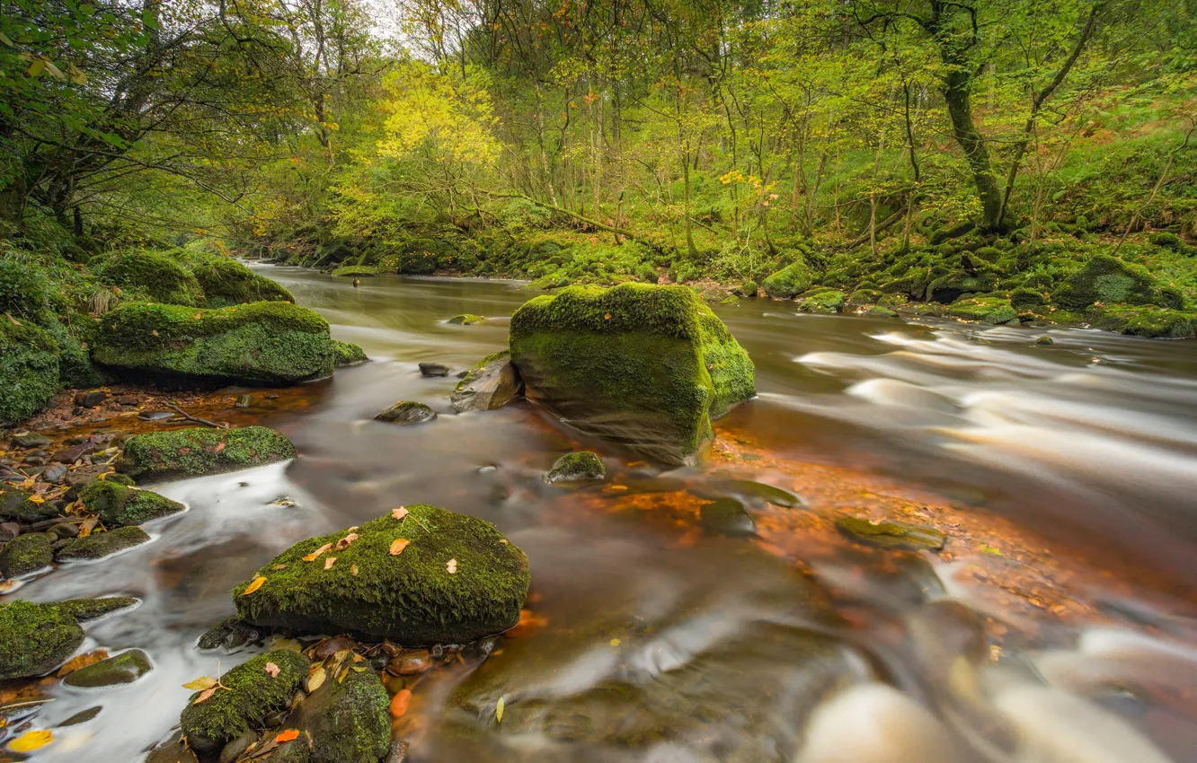 Фото обои осень, лес, река, камни, Англия, мох, England, Cumbria