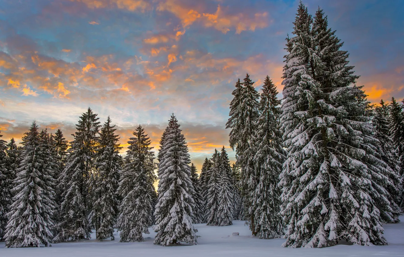 Фото обои зима, лес, облака, снег, утро, Швейцария, ели