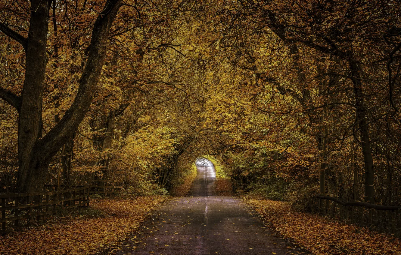 Фото обои дорога, осень, листья, деревья, ветки, листва, забор