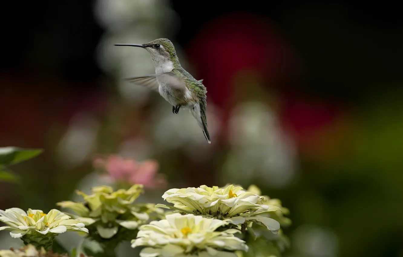 Фото обои полет, цветы, природа, птица, размытость, колибри