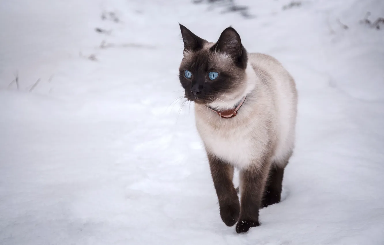 Фото обои кошка, кот, снег, голубые глаза, бежит, тайская кошка