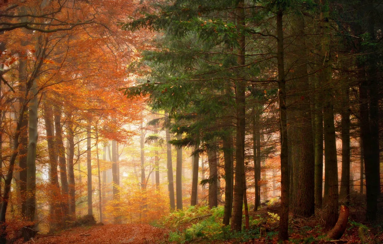 Фото обои осень, природа, красота, утро, Деревья, Лес