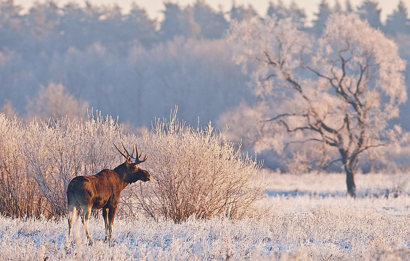 Фото обои animal, moose, North America, elk