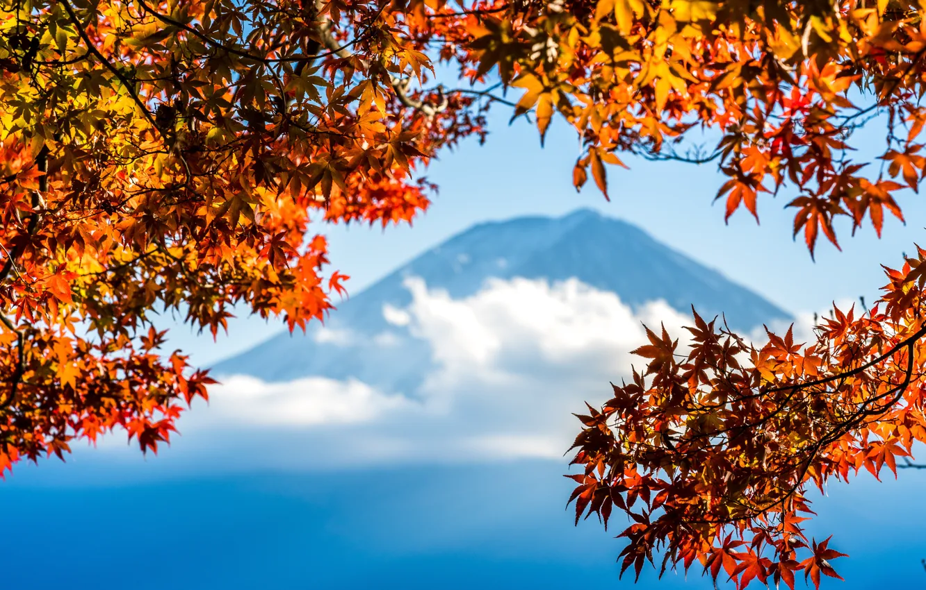 Фото обои осень, небо, листья, colorful, Япония, Japan, red, клен