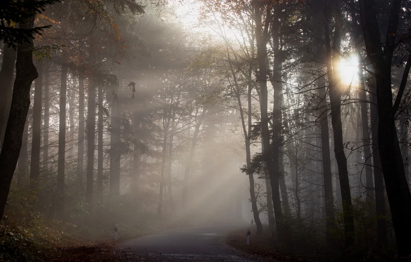 Фото обои дорога, осень, лес, солнце, лучи, свет, деревья, ветки