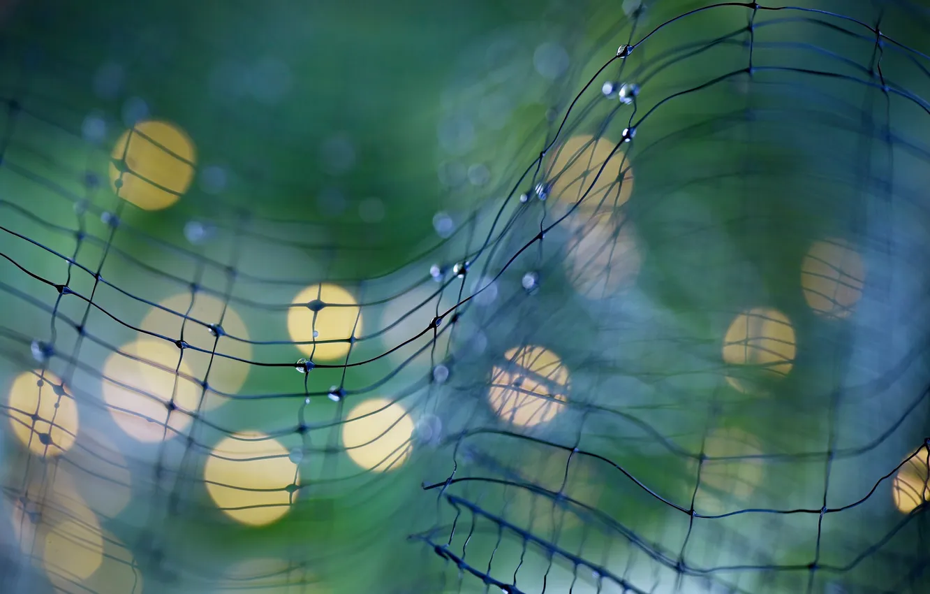 Фото обои макро, роса, сеть, macro, боке, bokeh, network, dew