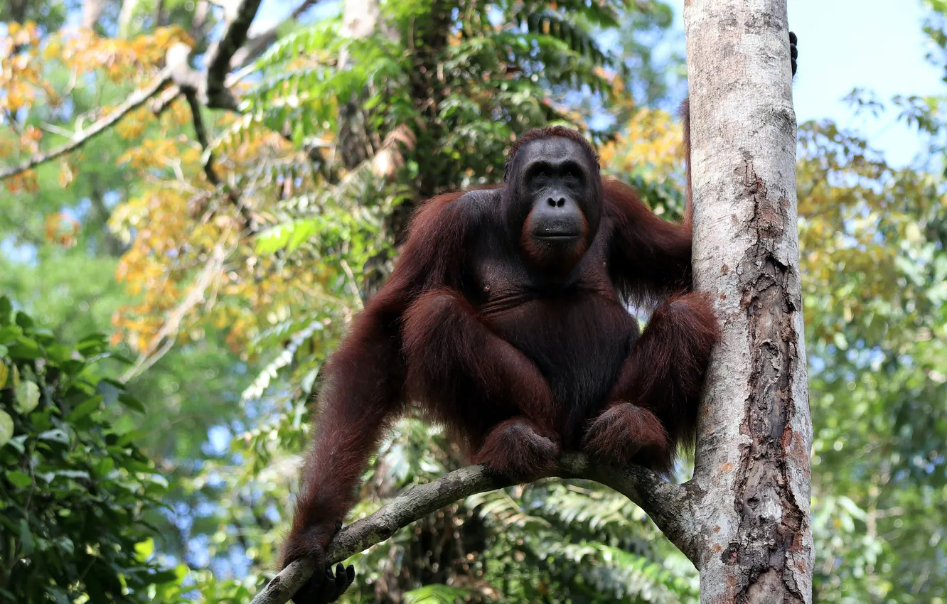 Фото обои young, wildlife, wild, wilderness, species, young couple, orangutan borneo