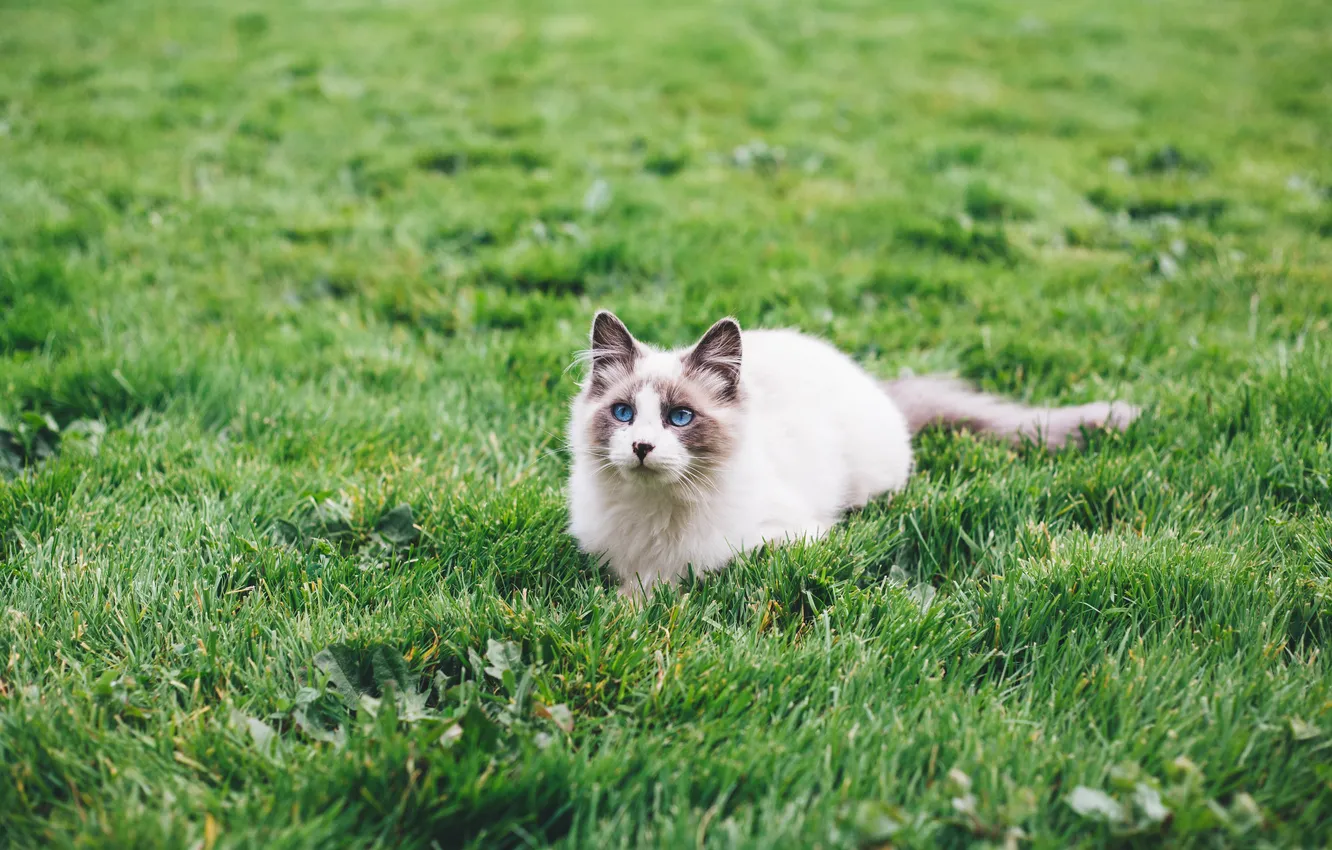 Фото обои поле, трава, кот, голубые глаза, ленивый