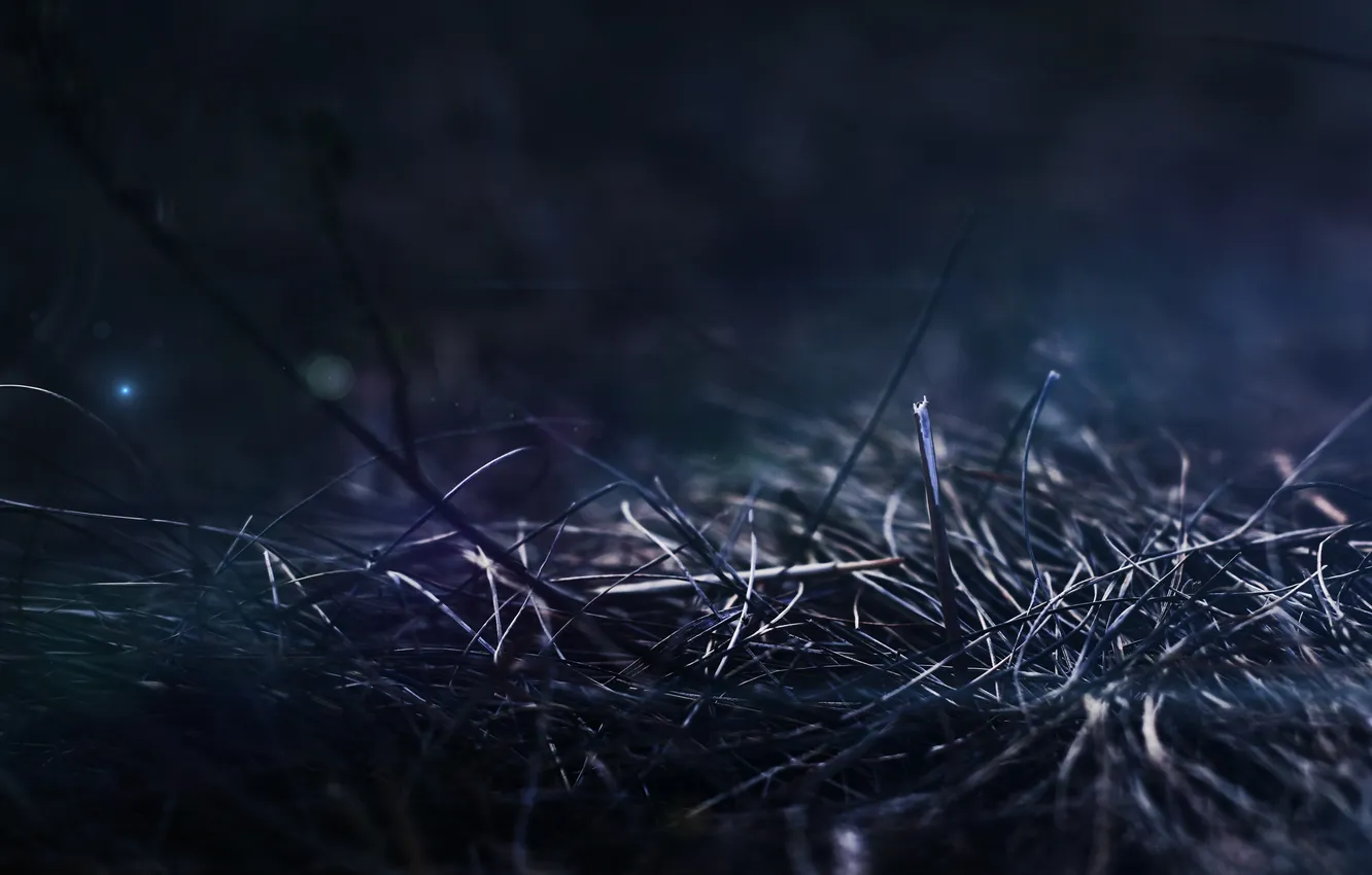 Фото обои трава, макро, ночь