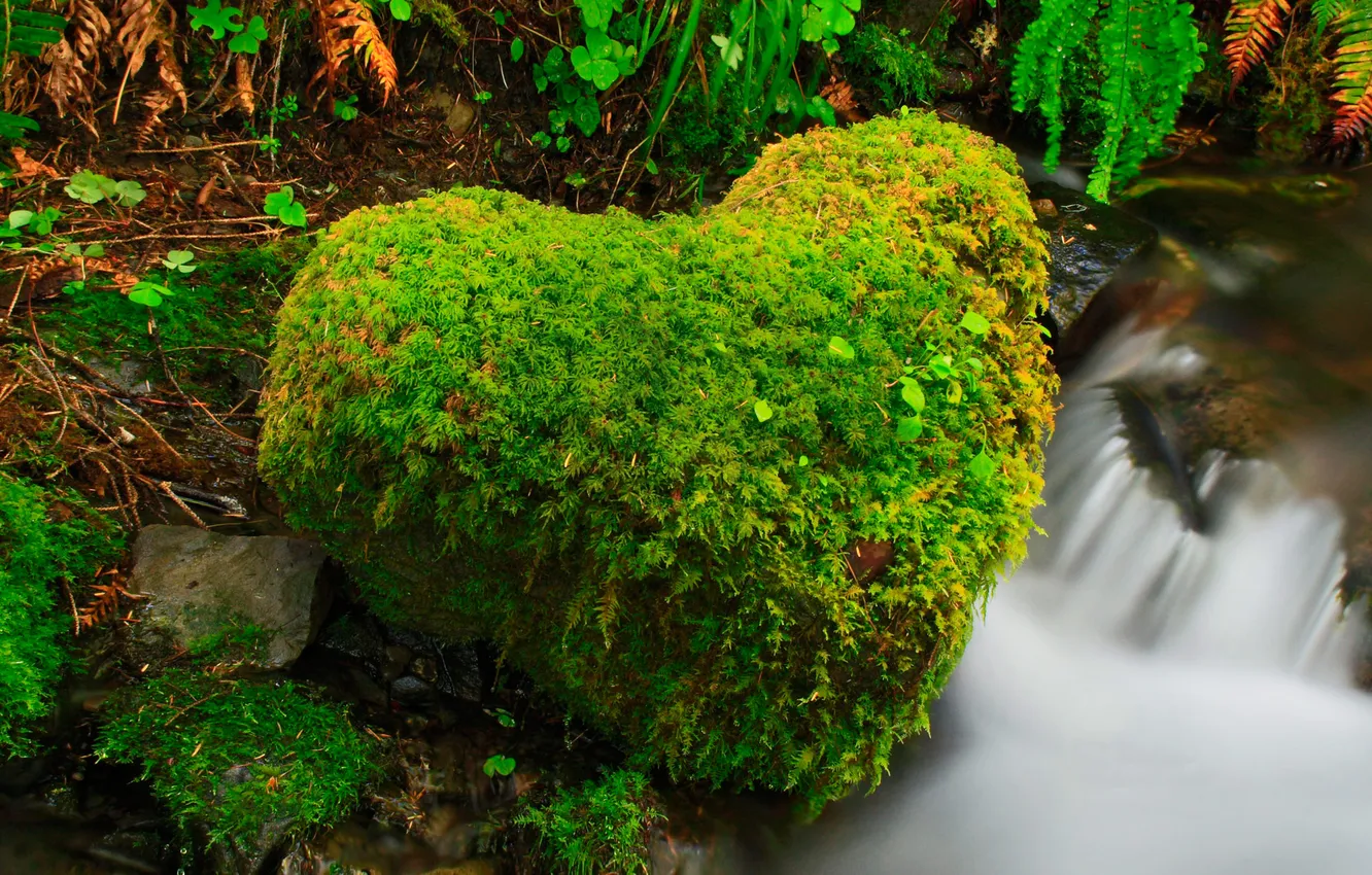 Фото обои лес, река, ручей, камень, сердце, США, штат Вашингтон, Olympic National Park