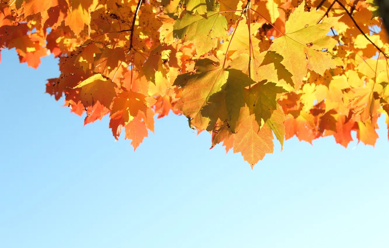 Фото обои осень, небо, листья, свет, природа, light, sky, nature
