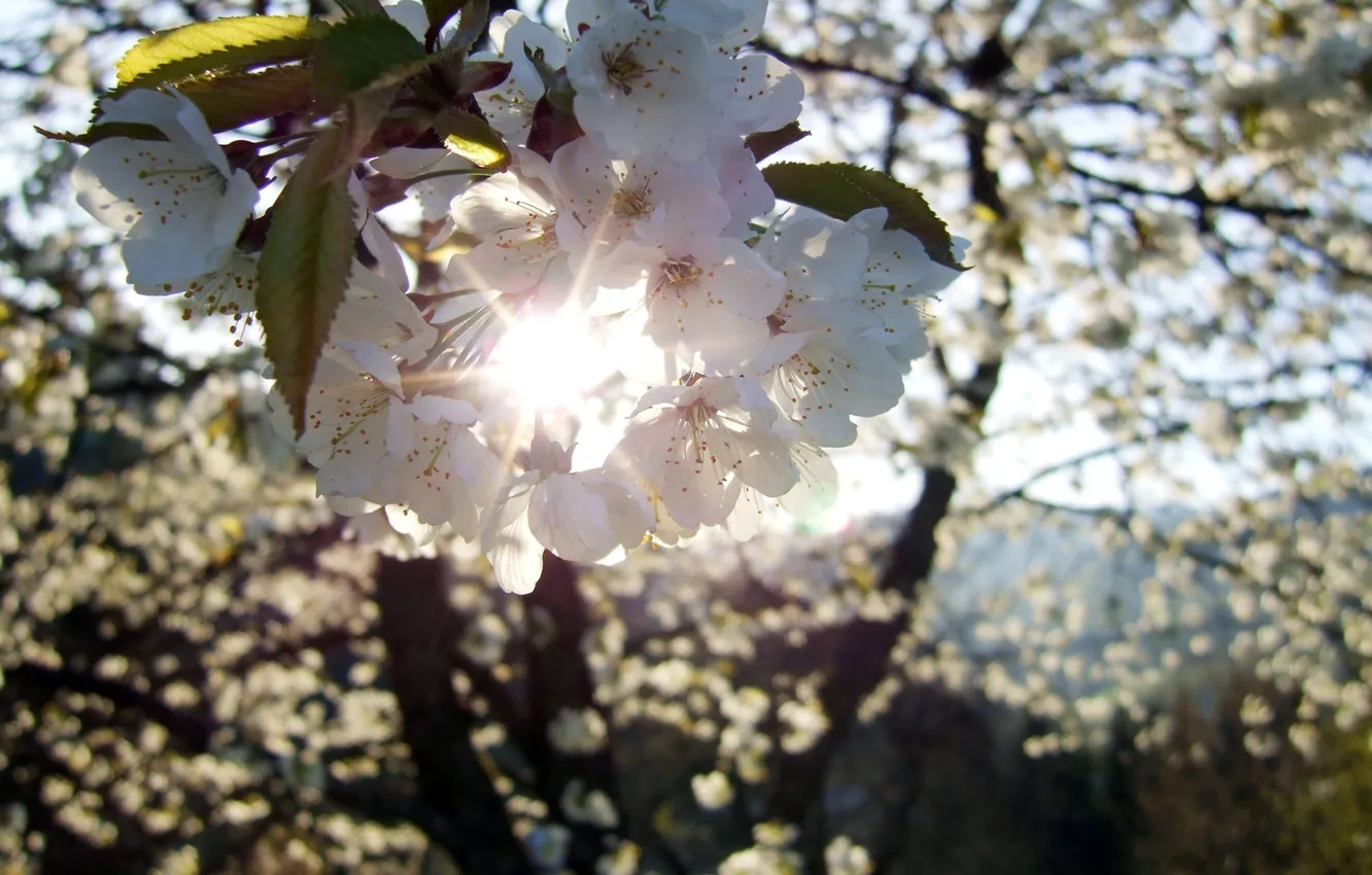 Фото обои солнце, лучи, деревья, цветы, вишня, ветка, весна