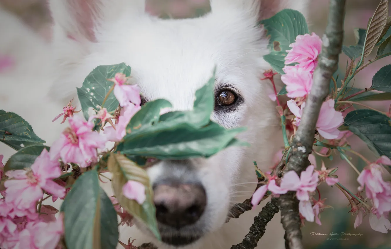 Фото обои взгляд, морда, ветки, вишня, собака, нос, цветение, цветки