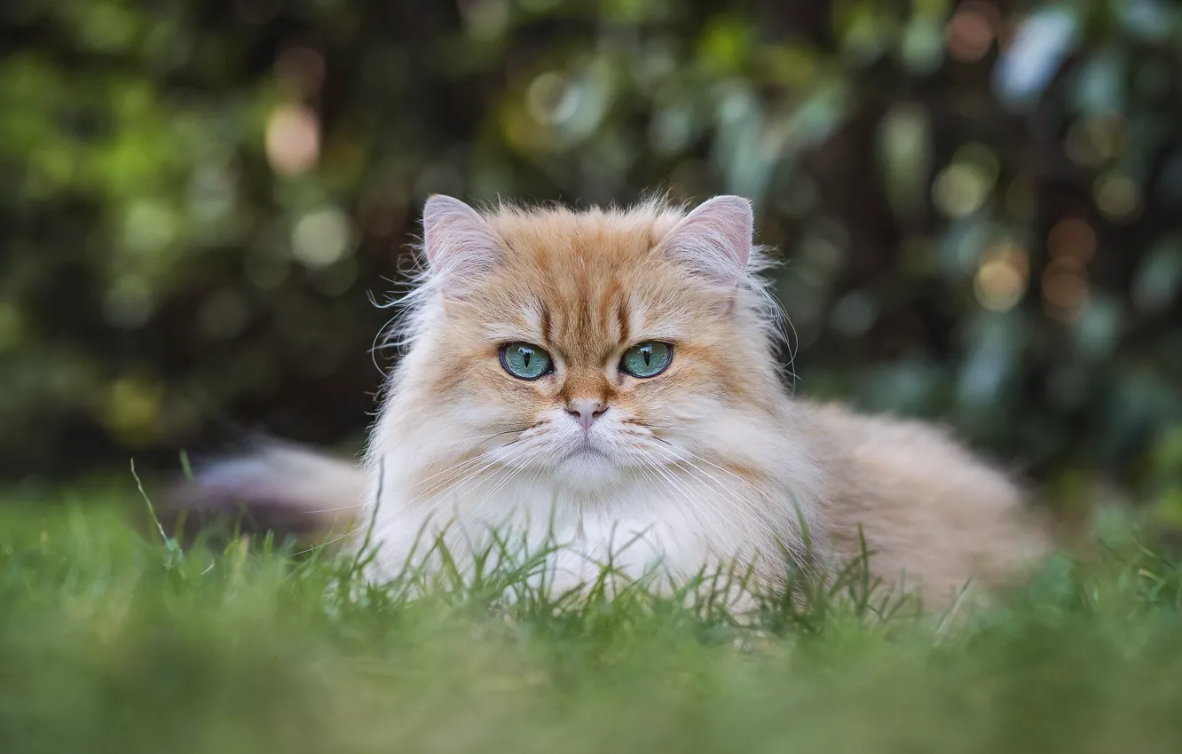 Фото обои трава, взгляд, мордочка, голубые глаза, Британская длинношёрстная кошка