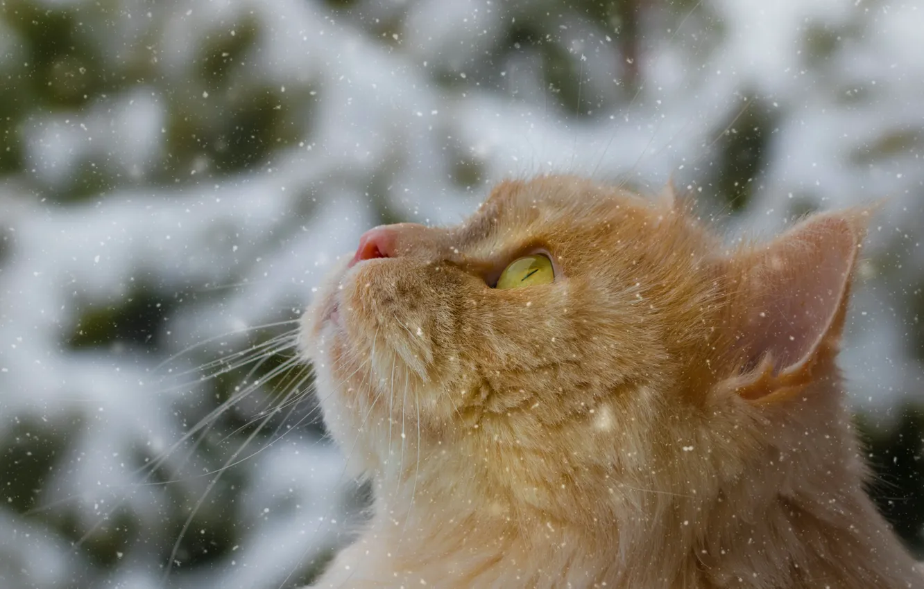 Фото обои кошка, кот, снег, рыжий, мордочка, котейка