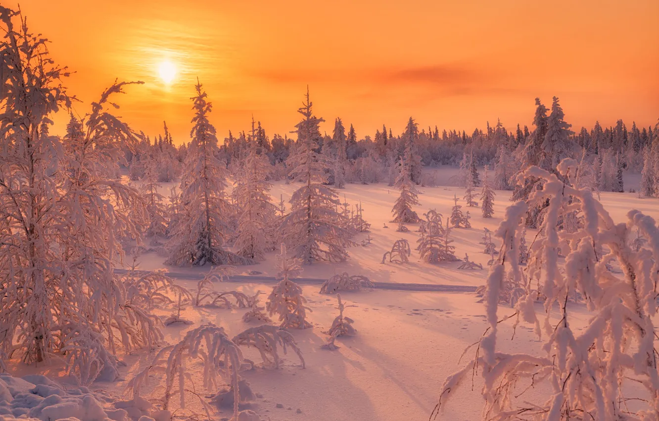 Фото обои зима, иней, дорога, лес, небо, солнце, снег, пейзаж