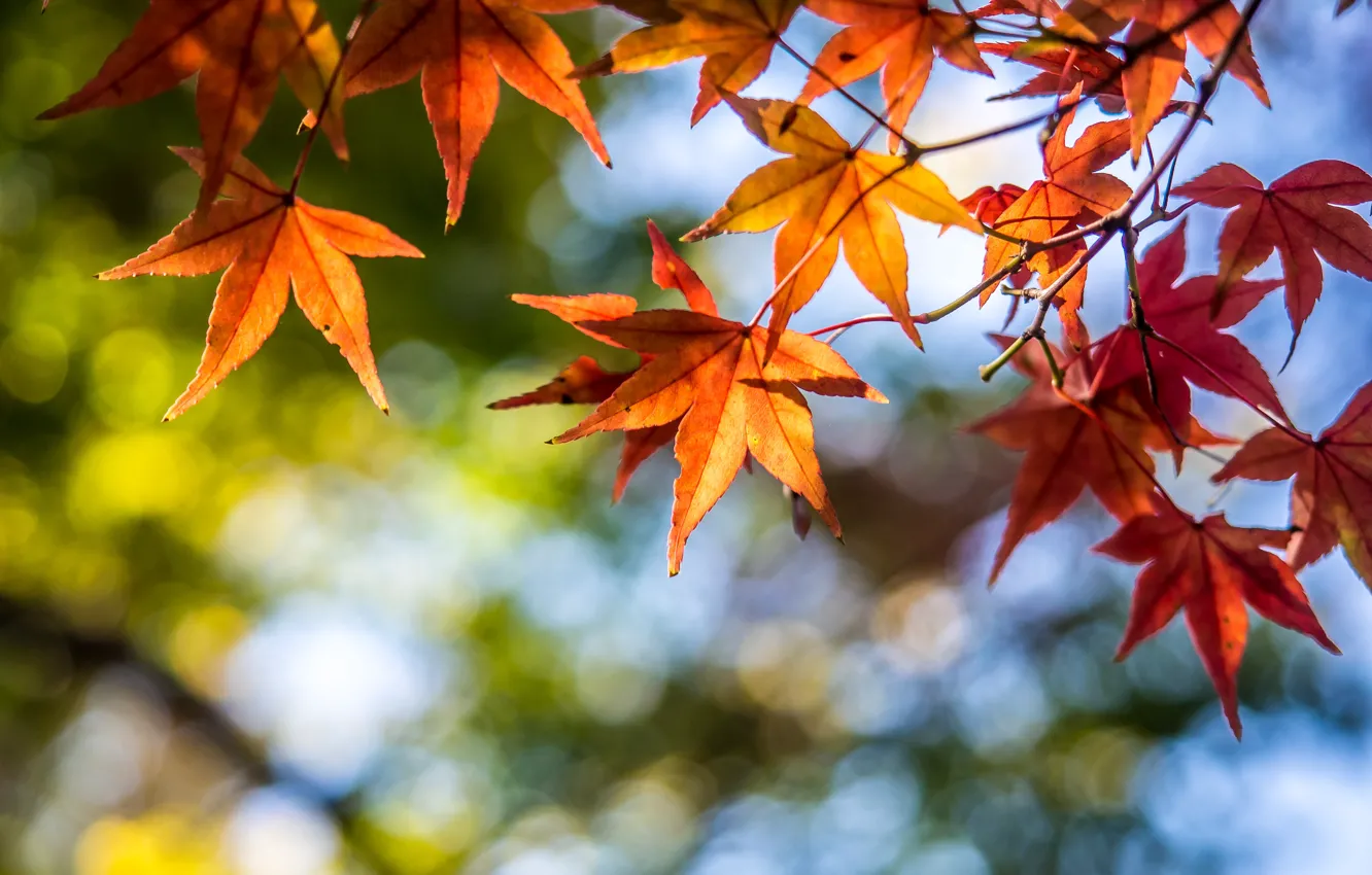 Фото обои осень, листья, дерево, colorful, клен, autumn, leaves, maple