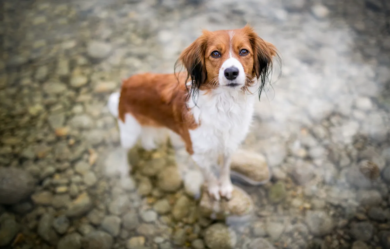 Фото обои взгляд, морда, вода, поза, галька, камни, собака, мокрая