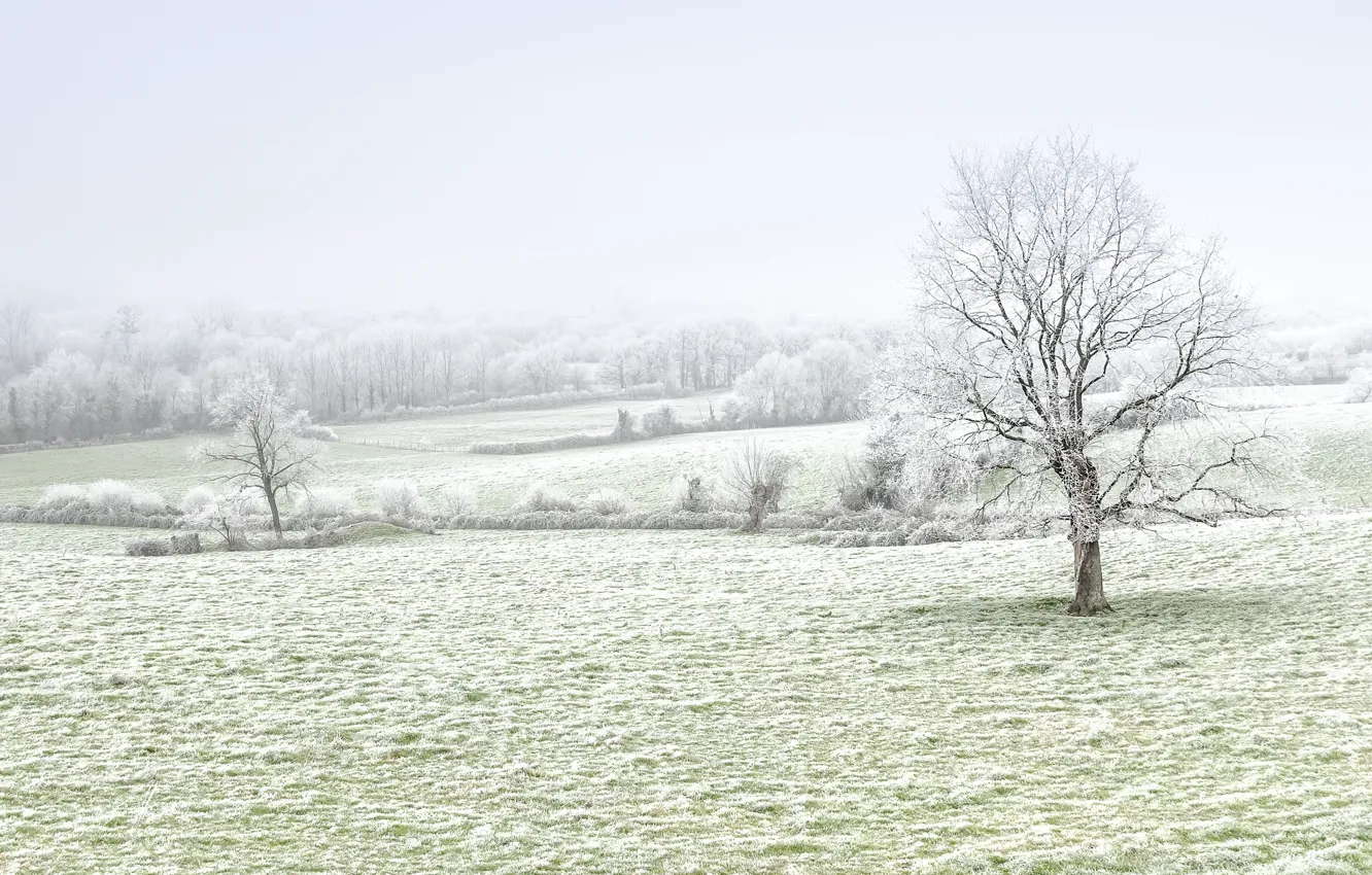 Фото обои зима, иней, поле, деревья