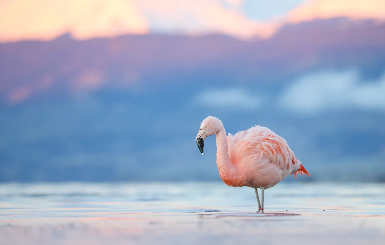 Фото обои вода, капли, горы, природа, озеро, розовый, птица, фламинго