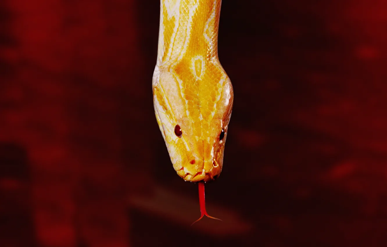 Фото обои red, snake, yellow