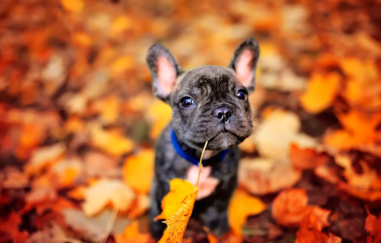 Фото обои осень, листья, собачка