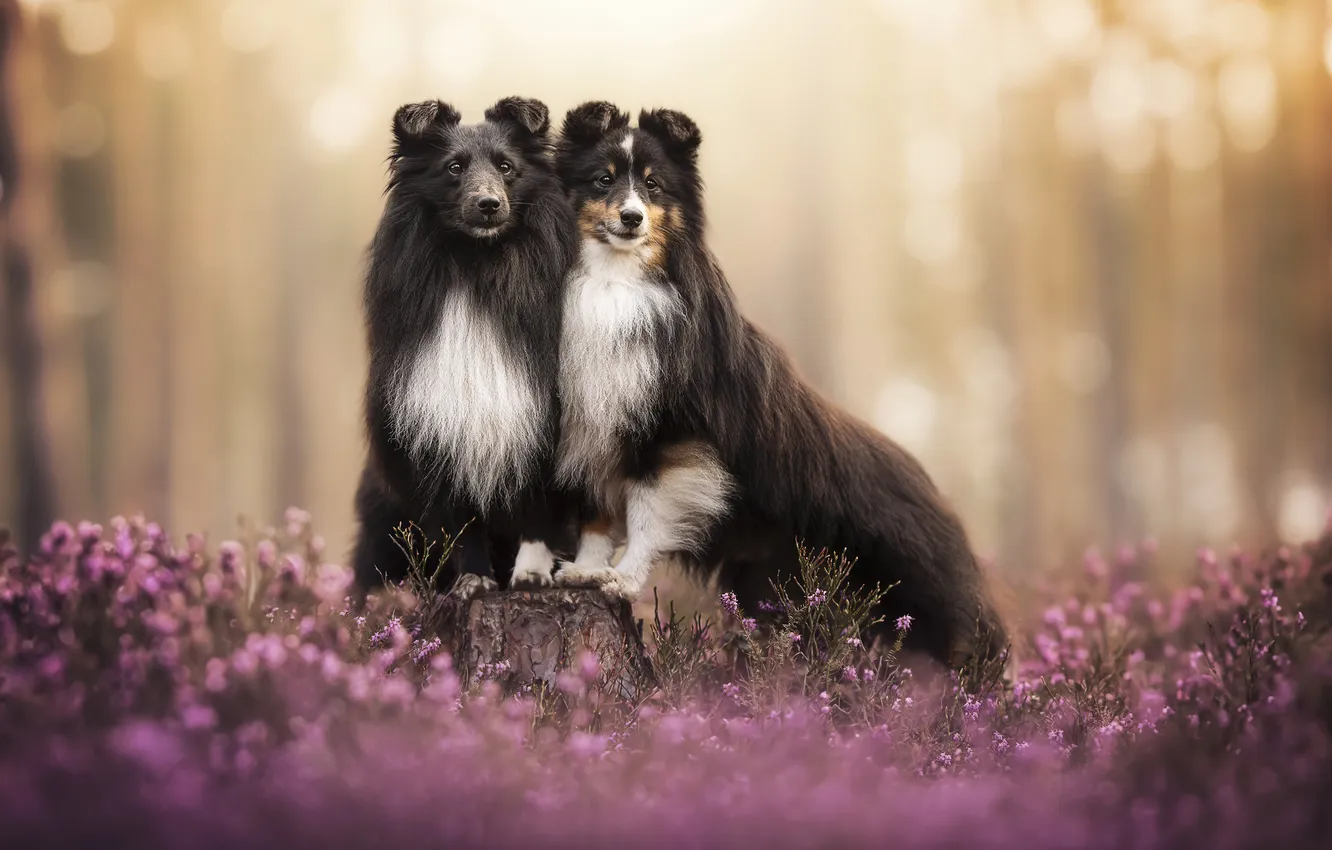 Фото обои лето, друг, собака