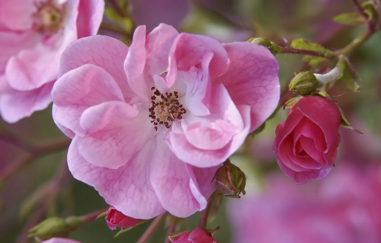 Фото обои цветы, ветка, шиповник, розовые, бутоны