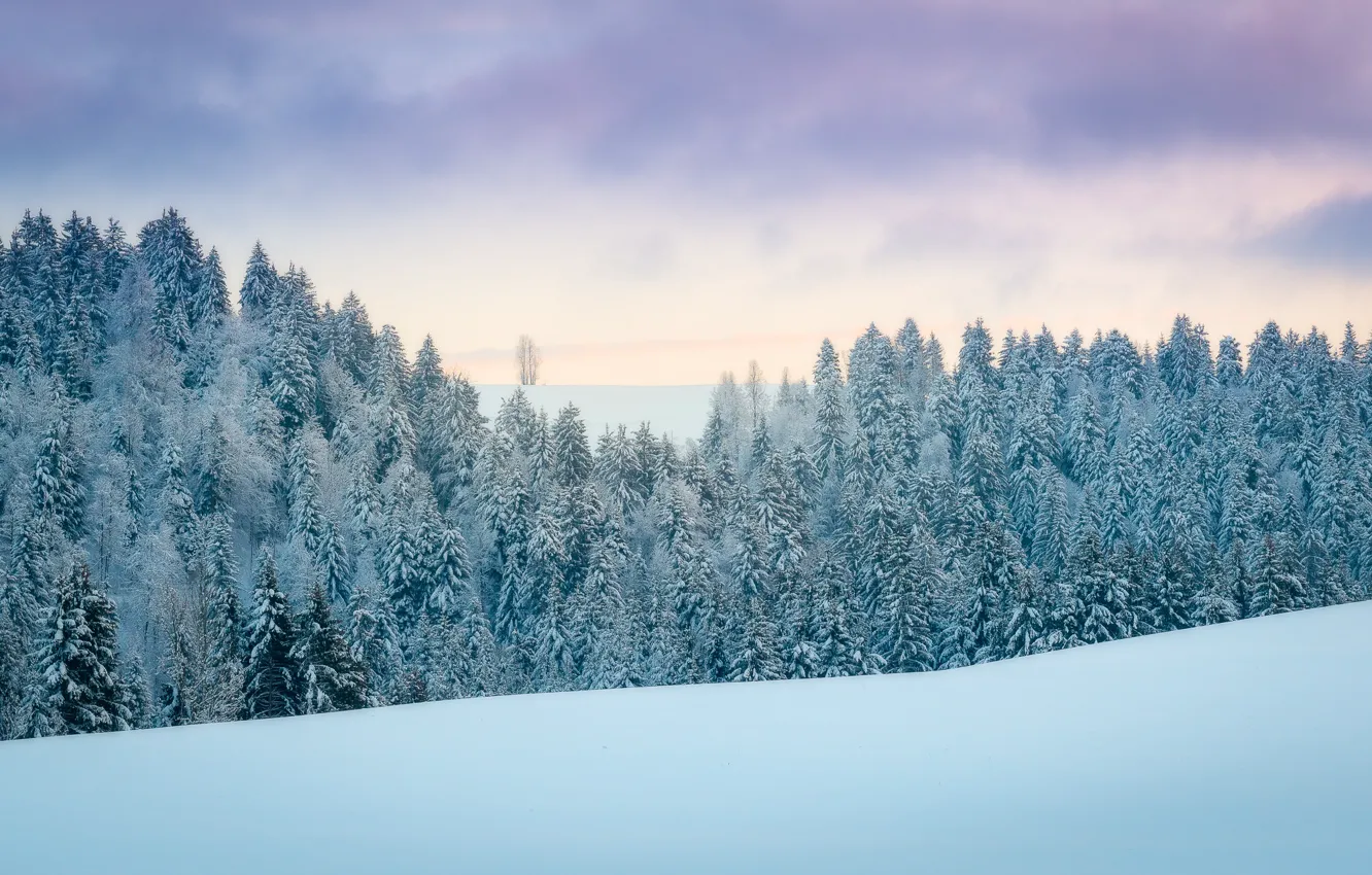 Фото обои зима, иней, лес, небо, облака, снег, природа, ели