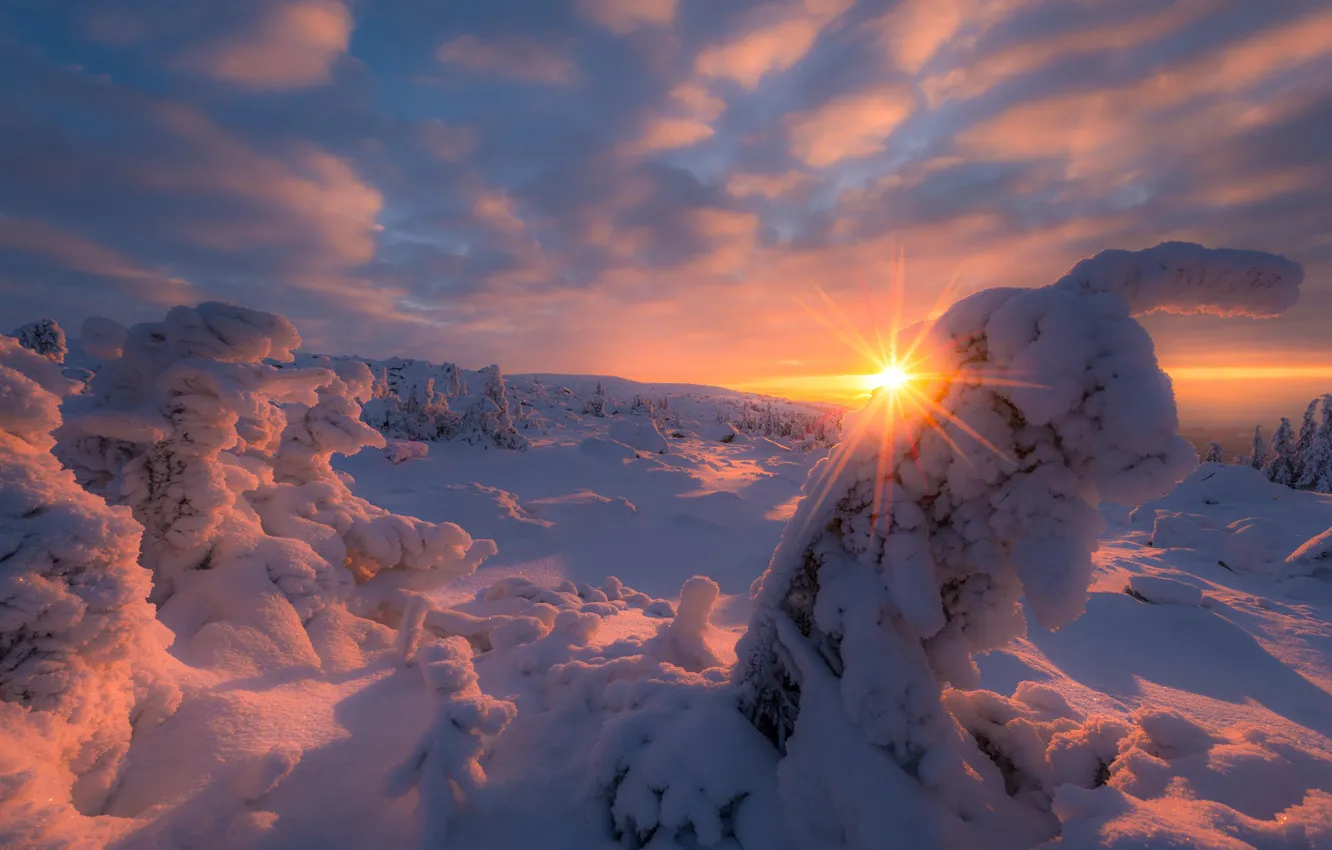 Фото обои зима, небо, солнце, облака, свет, снег, ёлки